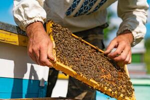 Beekeeper man in Ukrainian shirt looks over the honeycomb with bees barehanded. Apiculture. Apiary concept photo