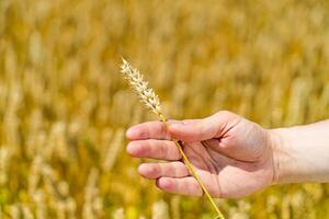 human holds in his hand stalk of ripe wheat on the background of field in the summer. Close-up photo