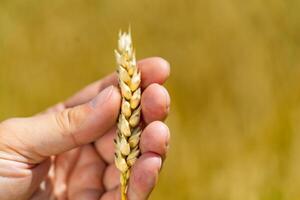 Human holds in his hand stalk of ripe wheat on the background of field in the summer. Agricultural wheat field. Close-up photo