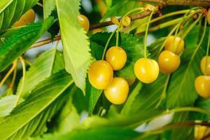 Close-up of ripe sweet yellow red cherries on branch photo