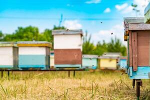Bee flying to hive. Bees on honeycomb in apiary in the summertime photo