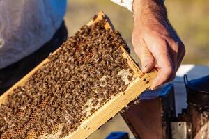 Apiarist is working in his apiary. Frames of a bee hive. Apiculture photo