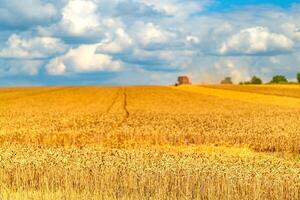 Golden wheat field and sunny day. Agriculture. Harvesting photo