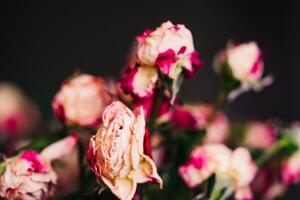 antiguo marchito blanco y rosado rosas en el oscuro antecedentes. un ramo de flores de descolorido seco flores de cerca foto