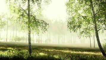 forêt de bouleaux au soleil le matin video