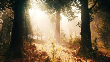 del sol rayos descanso mediante el ramas de arboles brillante en el Mañana niebla video