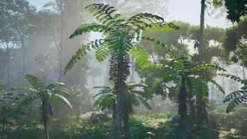 inside a rainforest covered in bright green moss video