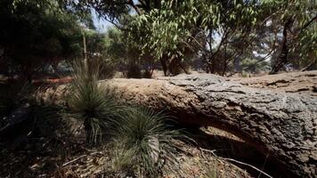 caminhada trilha através a arbusto às ocidental Austrália video