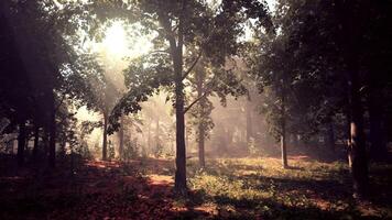 stralen van zonlicht in een nevelig Woud in herfst creëren een magisch humeur video