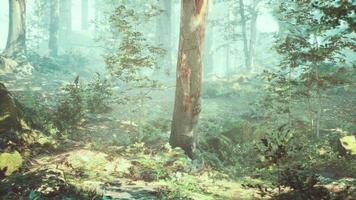 Beautiful Sunny Silhouetted Forest with Sunbeams through Fog video