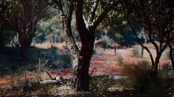 träd och stenar i australier öken- video