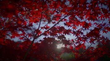 colorato autunno albero natura paesaggio scenario sfondo video