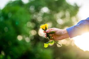 Close up of a man's hand with Yellow rose flower in the blurred background. photo