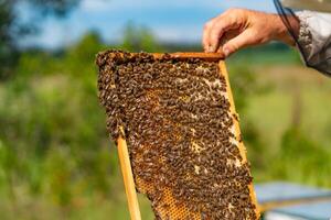 manos de un hombre sostiene un marco con panales para abejas en el jardín en verano. apicultor participación panal con abejas en su manos mirando a él. de cerca foto