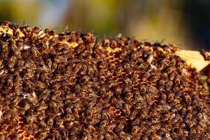 honey bees on honeycomb in apiary in late summer time. Apiary concept photo