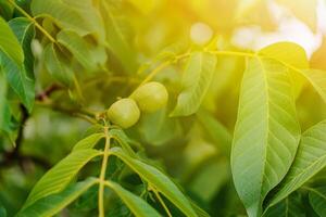 two green walnuts ripen on the tree in the autumn on a warm sunny day. Close-up photo