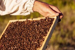 Hand of beekeeper is working with bees and beehives on the apiary. Bees on honeycombs. Frames of a bee hive photo