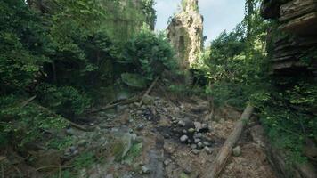 schön australisch Wald Landschaft mit Felsen und Bäume video