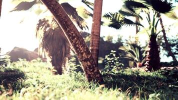 Plantage von Palmen Baum im ein Bauernhof im Direkte Sonnenlicht video