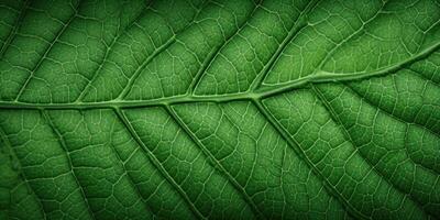 ai generado textura de verde hoja vena estructura, enfatizando el belleza de botánica. detalle de planta modelo en macro. generativo ai foto