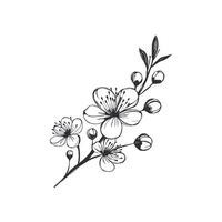 Cherry blossom branch. Hand drawn sketch. Vector illustration