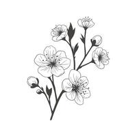 Sakura branch with flowers. Hand drawn vector illustration isolated on white background