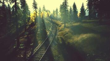 Aged railroad tracks cutting through a forest of fir trees at twilight video