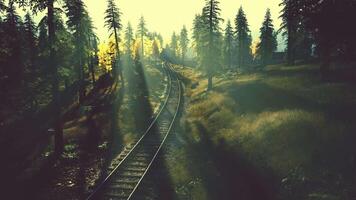 Envejecido ferrocarril pistas corte mediante un bosque de abeto arboles a crepúsculo video