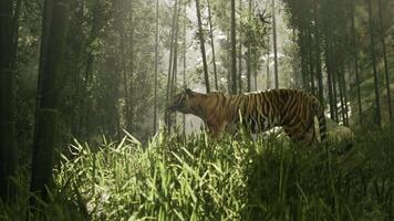 jagen ist auf wie ein kolossal Bengalen Tiger Spuren es ist Steinbruch durch ein Wald video