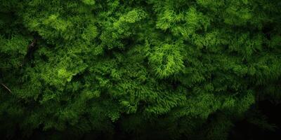 AI Generated Lush Greenery Texture of Moss in a Dark Forest. Mossy Pattern in Deep Woodland. Generative AI photo