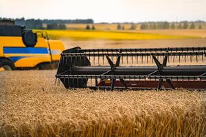 Closeup of harvesting machinery detail while working the field. combine working on the large wheat field harvesting yellow ripe wheat. photo