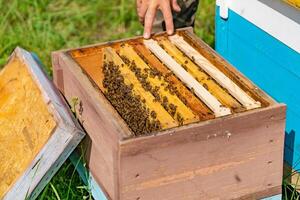 Man's hand shows two new honeycombs inside the beehive over the green grass background. Hive full of bees which produce environmentally product. Apiary concept photo