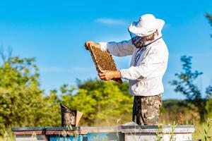 joven apicultor trabajando en su colmenar y coleccionar miel desde urticaria. abejas en panal foto