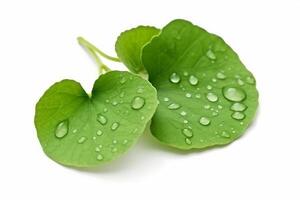 AI generated Gotu kola leaves isolated on white background.Generative Ai. photo