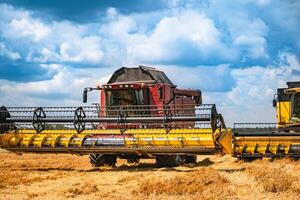 Grain harvesting combine in a sunny day. Yellow field with grain. Agricultural technic works in field. photo