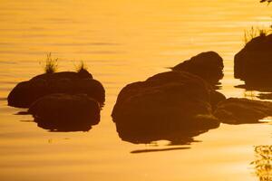 grande piedras son en el río a puesta de sol en el verano. plantas son brotado en piedras en el agua foto