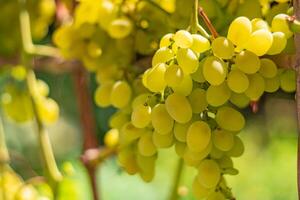 a ripe grapes hangs on a branch of a vineyard in a garden in the autumn. Close-up photo