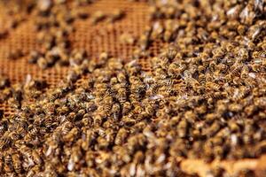 Close up view of the working bees on honey cells. Working bees on honeycomb. photo