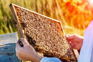 hands of man shows a wooden frame with honeycombs on the background of green grass in the garden photo