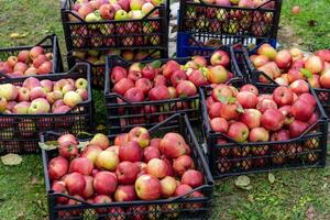 Red apples in plastic basket in apple orchard. Apple Harvest Concept photo