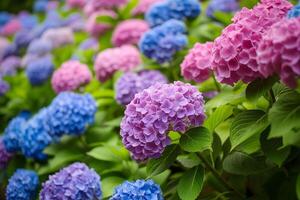 ai generado vívido hortensia flores en lleno floración foto