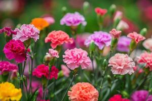 AI generated Colorful Carnation Array in Bloom photo