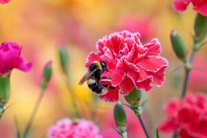 AI generated Bee Pollinating Vivid Pink Carnation photo