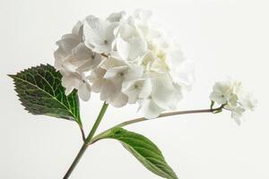 AI generated Elegant White Hydrangea on Bright Background photo