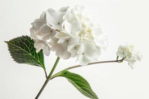 ai generado elegante blanco hortensia en brillante antecedentes foto