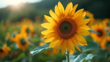 AI generated Beautiful sunflower flowers close up view photo