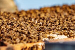 Hardworking bees on honeycomb in apiary. Honeycomb with bees and honey photo