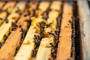 abejas transferir piezas de miel Entre el marcos en el panal. de cerca foto