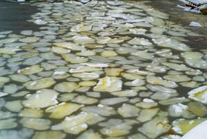 Beautiful frozen lake with large stones of different shapes in it. Nice view of grey stones under the water in winter photo