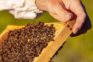 hands of man shows a wooden frame with honeycombs on the background of green grass in the garden photo